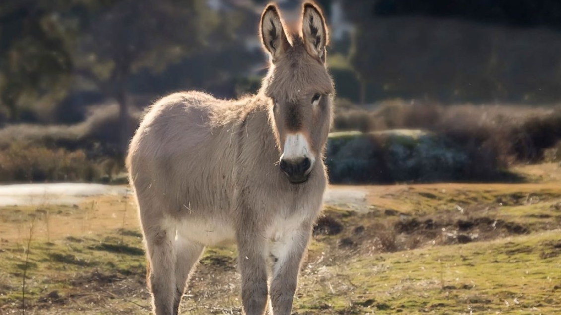 Tres menores de edad violaron a un burro en Argentina