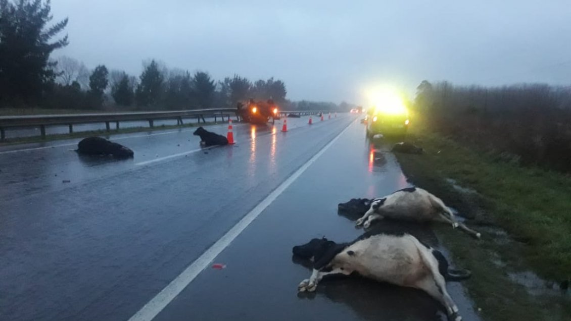 Grupo de animales escapó de predio y provocó accidente en la Ruta 5 Sur