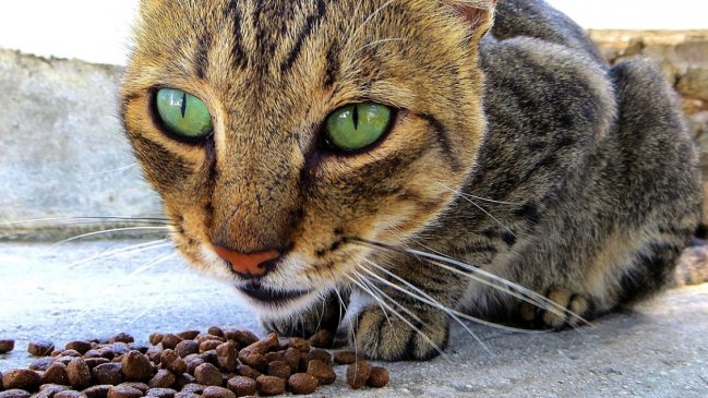 Empresa de alimentos de gatos demandó a competencia por frase comercial