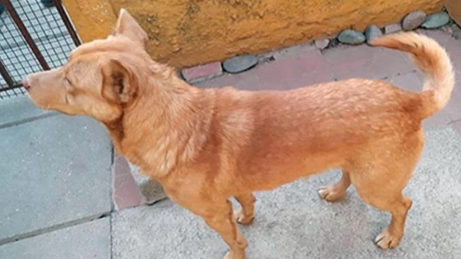 Ladrón entró a robar a una casa vecina con su perro y fue 