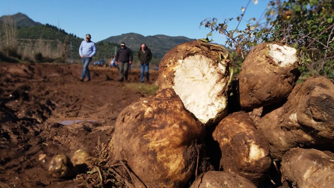 Alcalde de Longaví cuestionó accionar del Indap Maule tras cierre de Iansa Linares