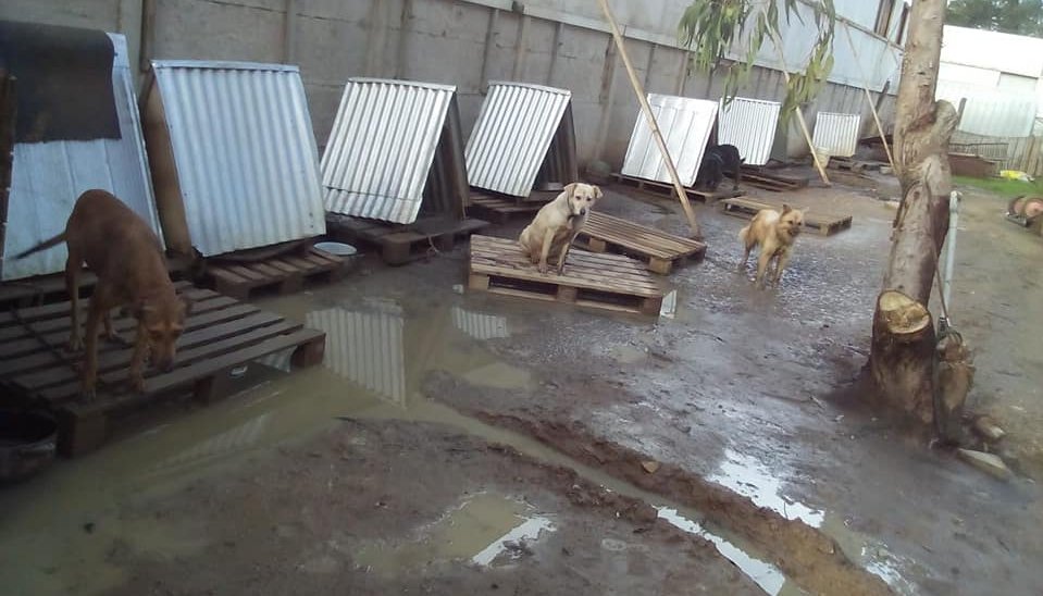 Valparaíso: Acusan negligencia y maltrato en la Sociedad Protectora de Animales