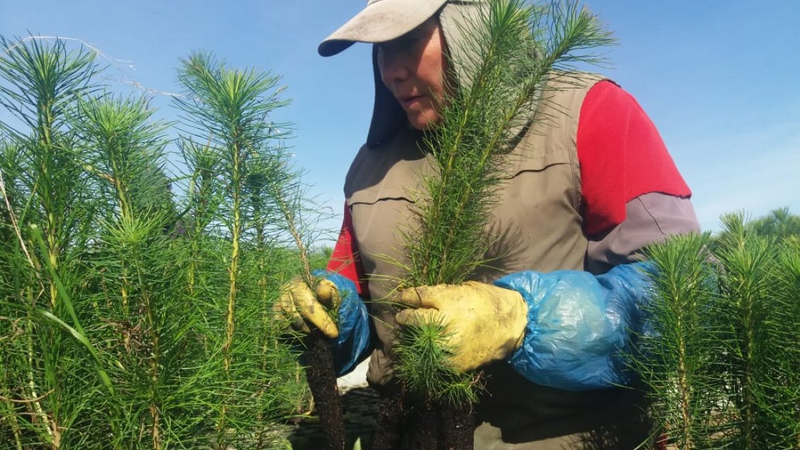 Industria maderera advierte posible cierre de aserraderos en la Región del Maule