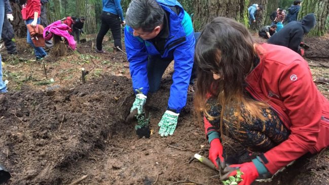 Concepción: Masiva participación en primera reforestación en Cerro Caracol