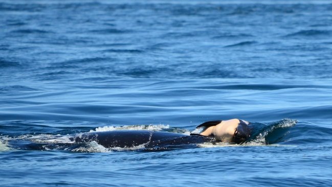 Una orca cargó a su cría muerta por 17 días