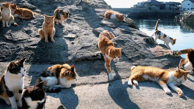 Ofrecen el trabajo soñado para los amantes de los gatos