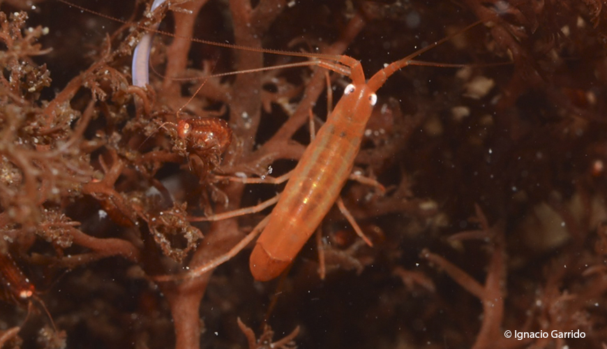 Cambio climático hace peligrar la vida del crustáceo antártico