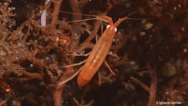 Cambio climático hace peligrar la vida del crustáceo antártico