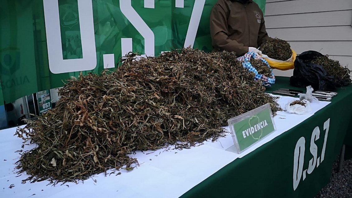 Carabineros decomisó 18 mil dosis de marihuana en sector rural de Ercilla