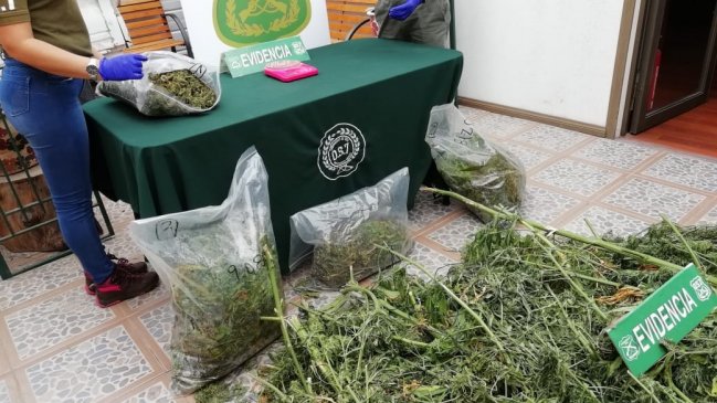 Arica: Decomisaron más de 80 millones de pesos en marihuana