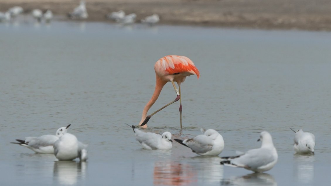 Arica: Avistan a flamenco en Humedal río Lluta tras ser identificado el 2012 por Conaf