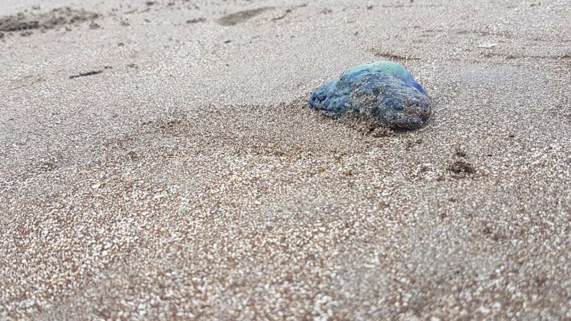 Hallan fragata portuguesa en Playa Brava de Iquique