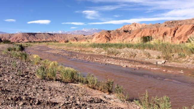 Denuncian matanza de más de 20 perros en Calama