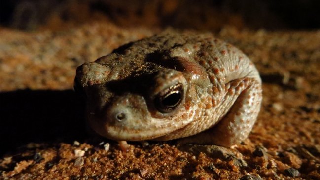 Científicos descubrieron que la piel de sapo cura heridas sin dejar cicatrices