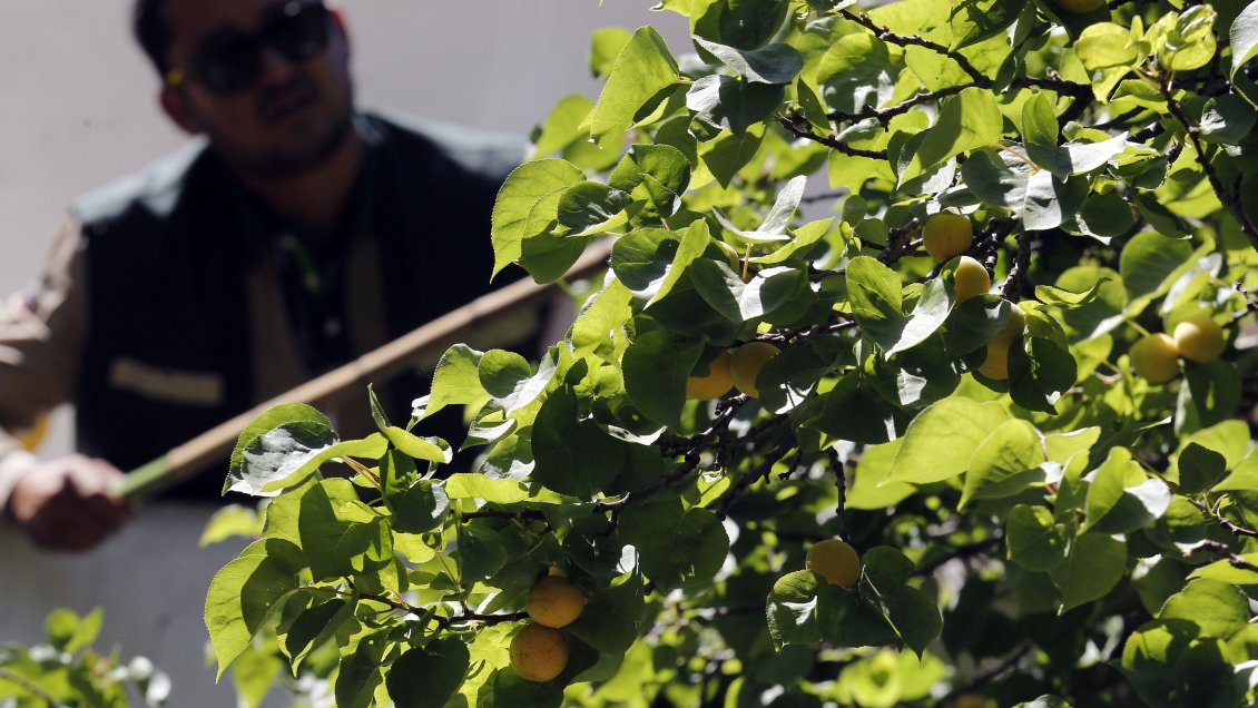 SAG de Tarapacá se querelló por presencia de plagas en productos de contrabando