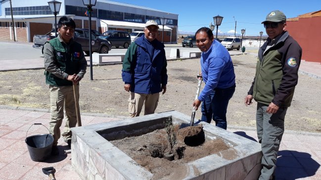 Arica: Conaf entrega cien queñoas en comuna de General Lagos