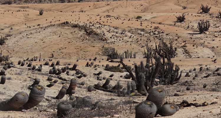 Realizarán importante seminario de vida silvestre en Atacama