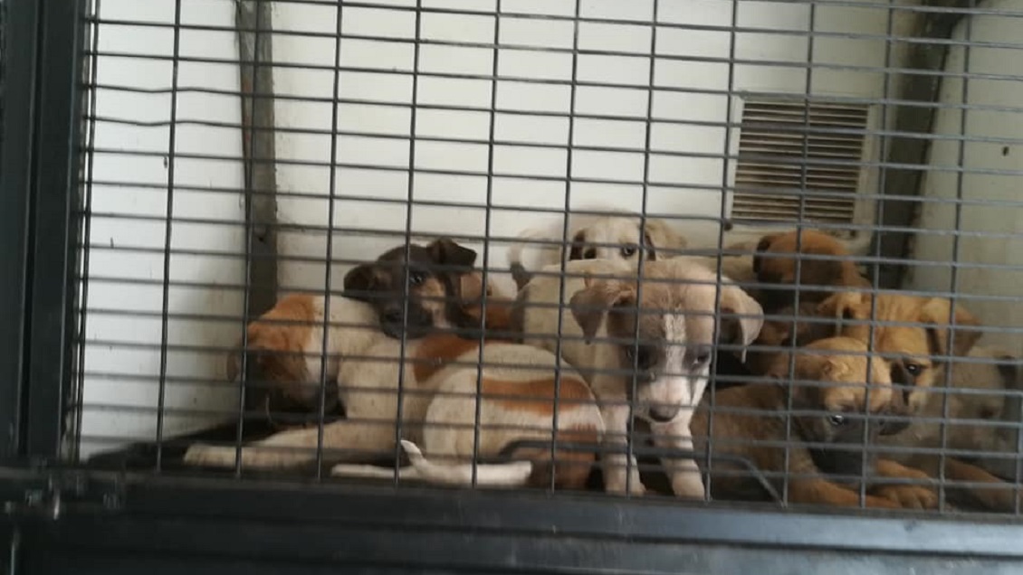 Rescatan a 16 perritos por presunto maltrato en casa de Alto Hospicio