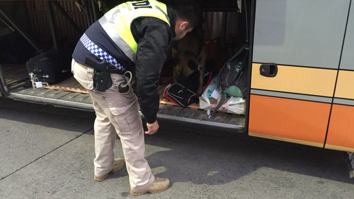 PDI de Los Ríos incautó marihuana y cocaína a cinco pasajeros de buses interprovinciales