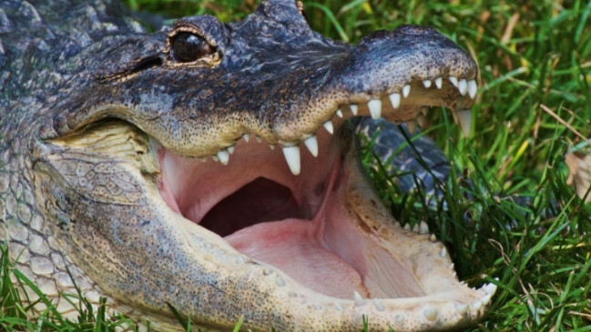 Mujer salió a pasear a su perro y fue devorada por caimán