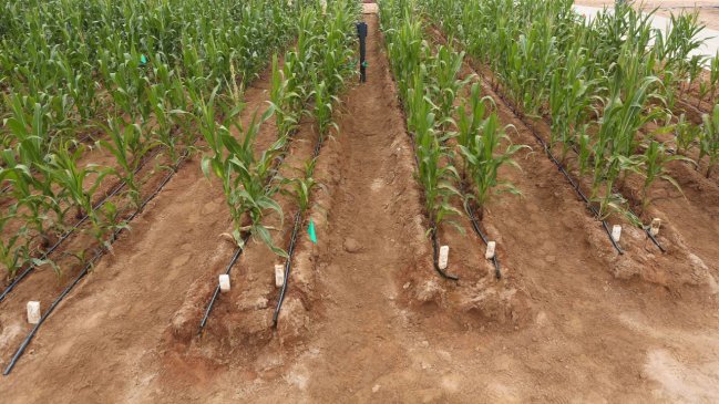 Autoridades ayudarán a agricultores de comunas afectadas por emergencia agrícola en O'Higgins