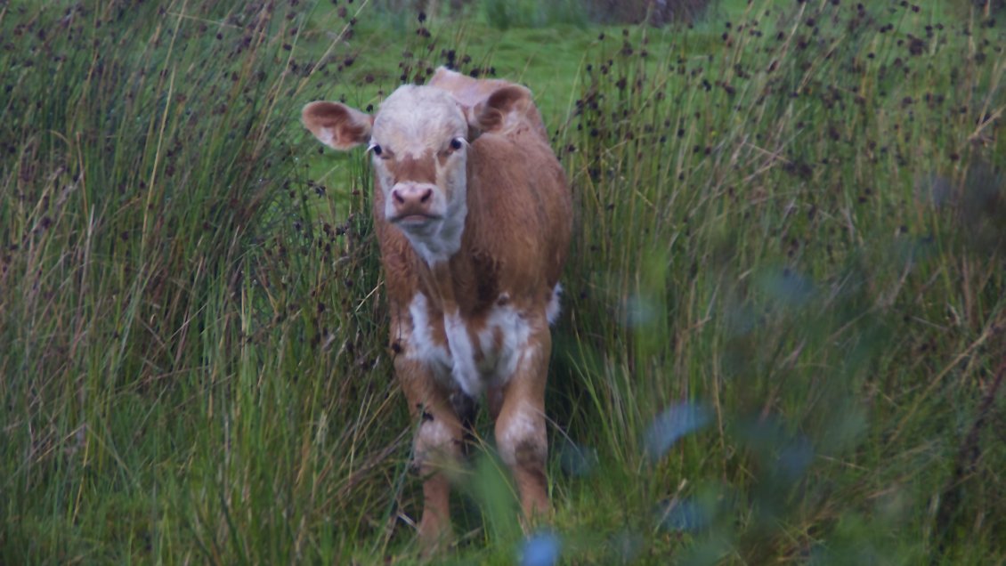 Maltrato animal en La Araucanía: Hombre arreaba terneros a hachazos