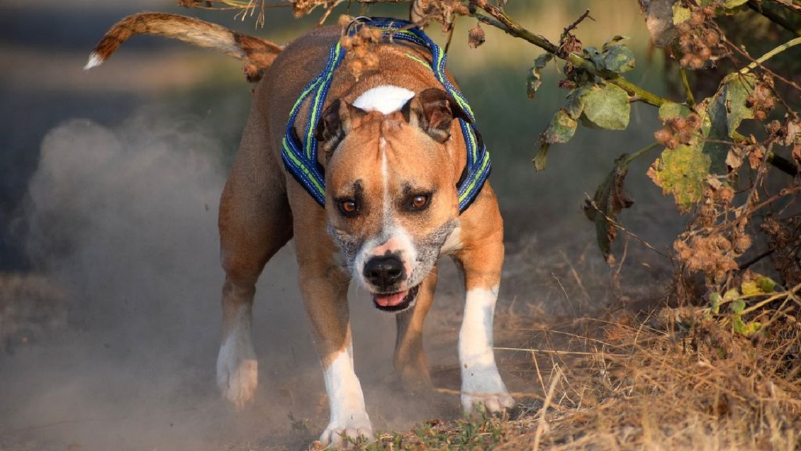 Perro destrozó su bozal a mordiscos para defender a una niña del ataque de un hombre
