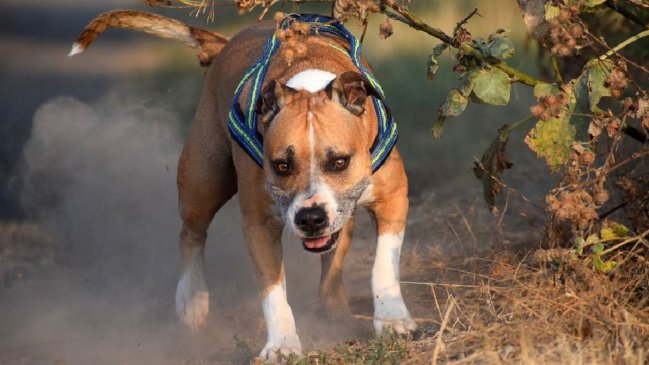 Perro destrozó su bozal a mordiscos para defender a una niña del ataque de un hombre