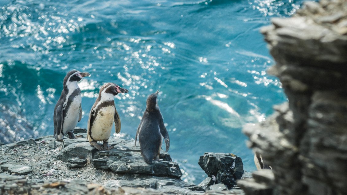 Estudio científico reveló descenso en población de pingüinos de Humboldt en Atacama