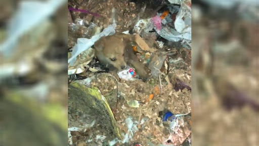 Conmovedor: Trabajadores rescataron a perrito que estaba en un camión de basura