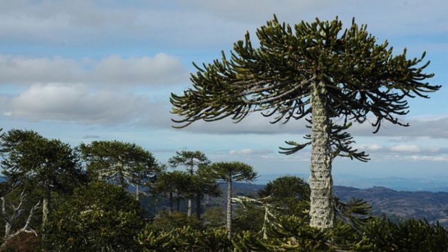 Biobío: Realizarán millonaria inversión para restaurar el bosque nativo en la Cordillera de Nahuelbuta