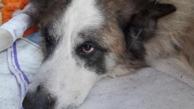 Hombre murió después de ver brutal agresión a su perro