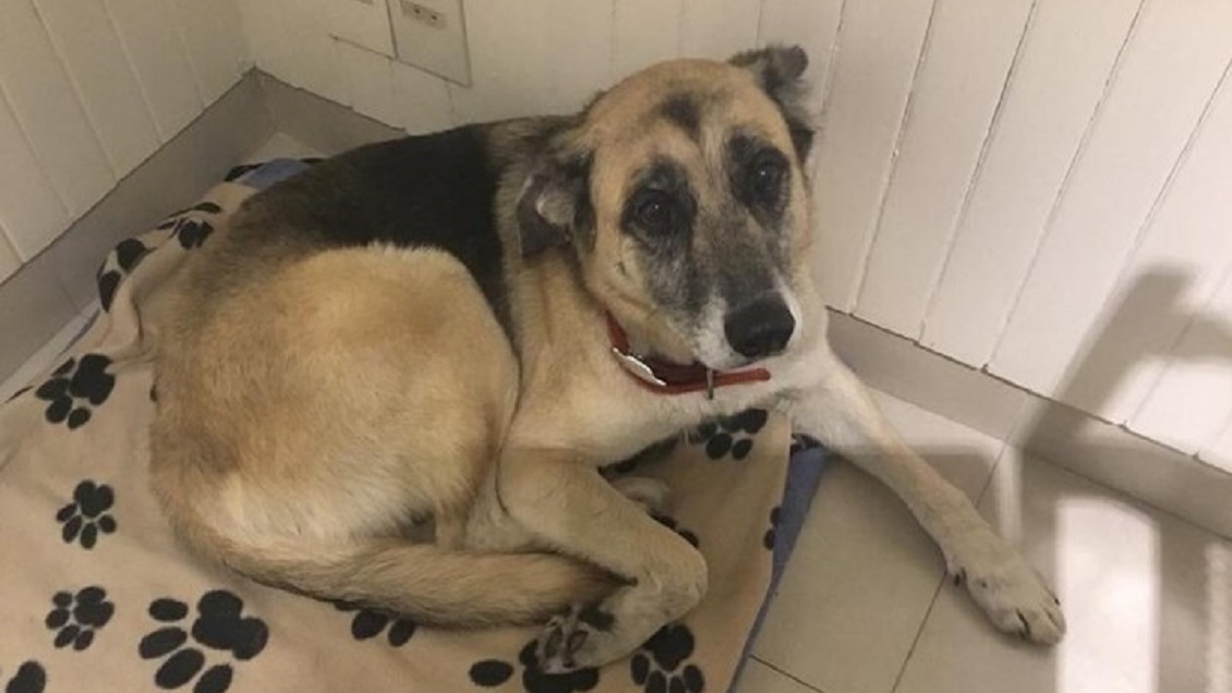 Perro se perdió y caminó más de 27 kilómetros para volver con su familia