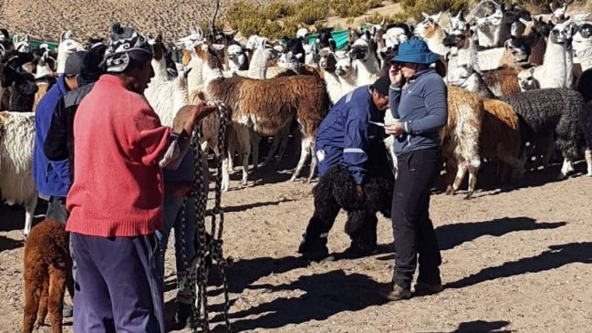 Detectan bacteria abortiva contagiosa en camélidos de Parinacota