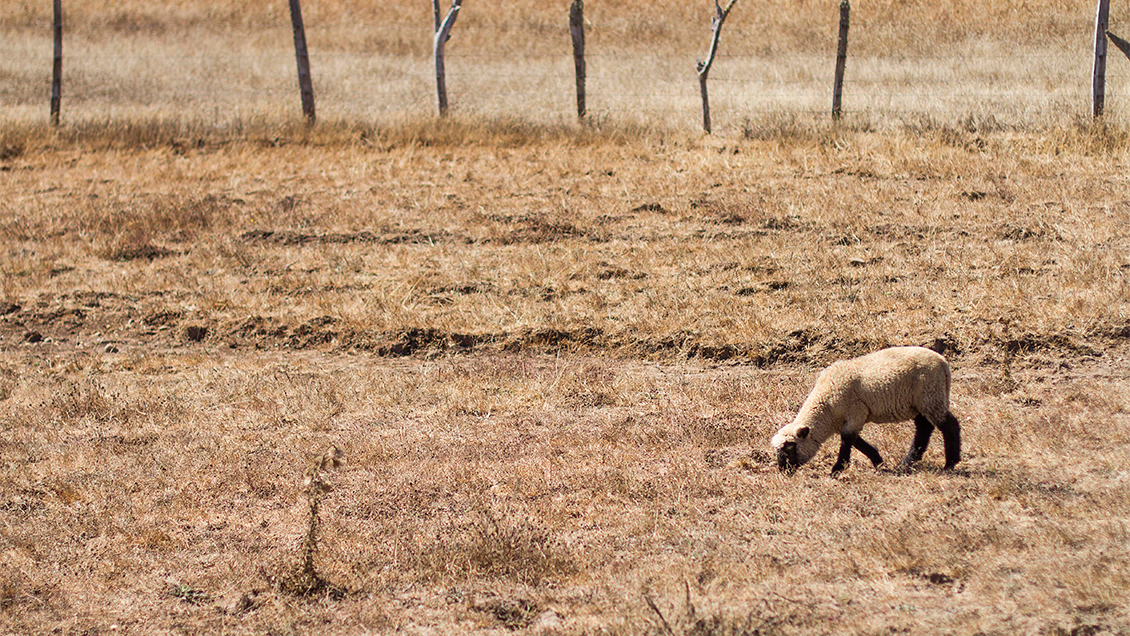 Rauco: Intendente emplazó a alcalde a 