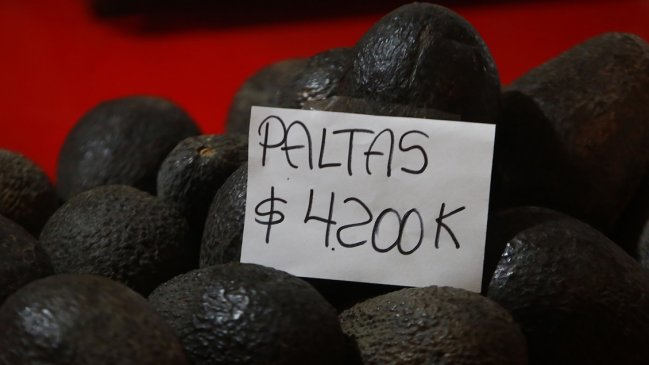 Buscan a mil personas para comer paltas y recibir un pago por ello