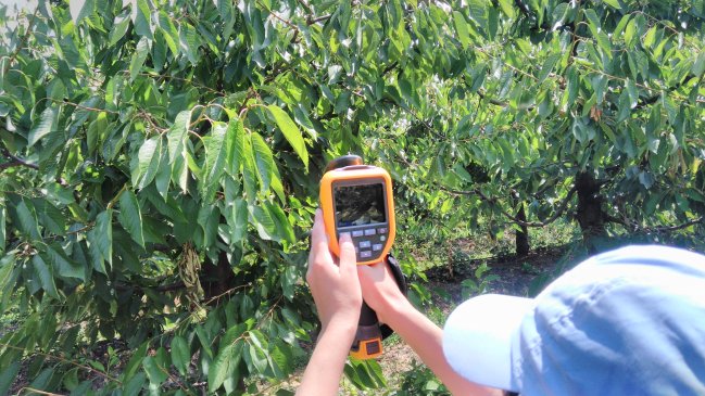 Maule: Estudio busca optimizar recurso de agua en plantaciones de cerezos