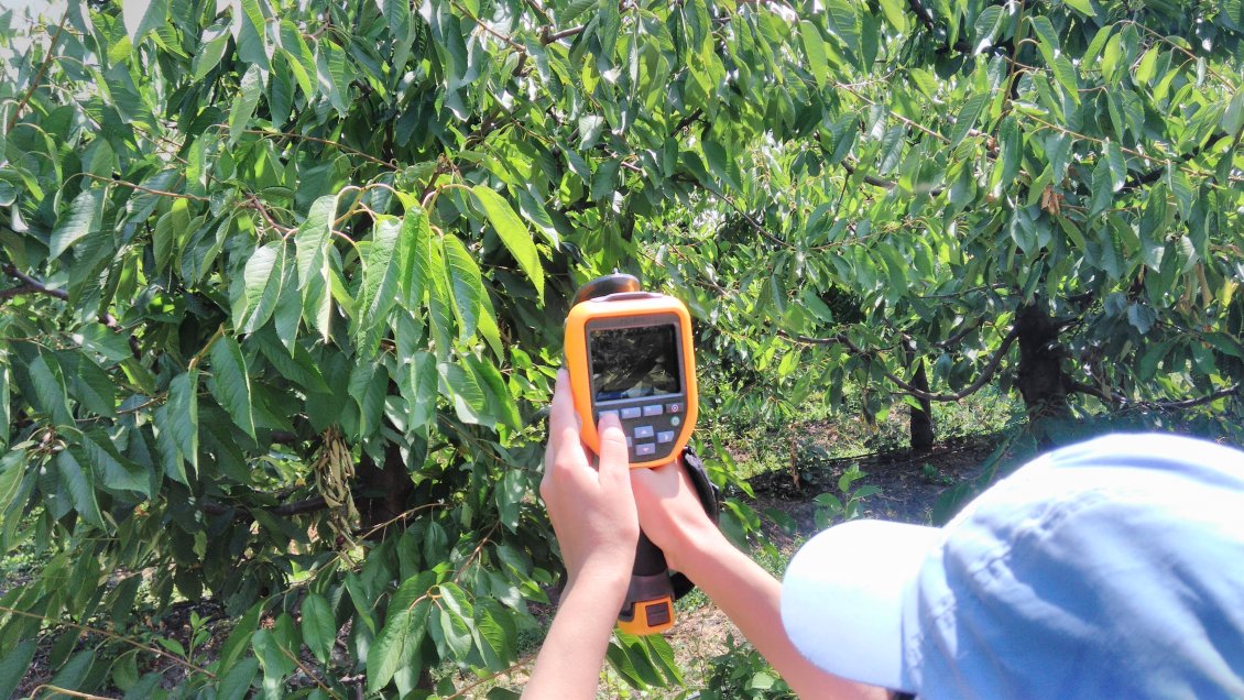 Maule: Estudio busca optimizar recurso de agua en plantaciones de cerezos