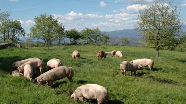 Confirman cinco casos de triquinosis en Osorno