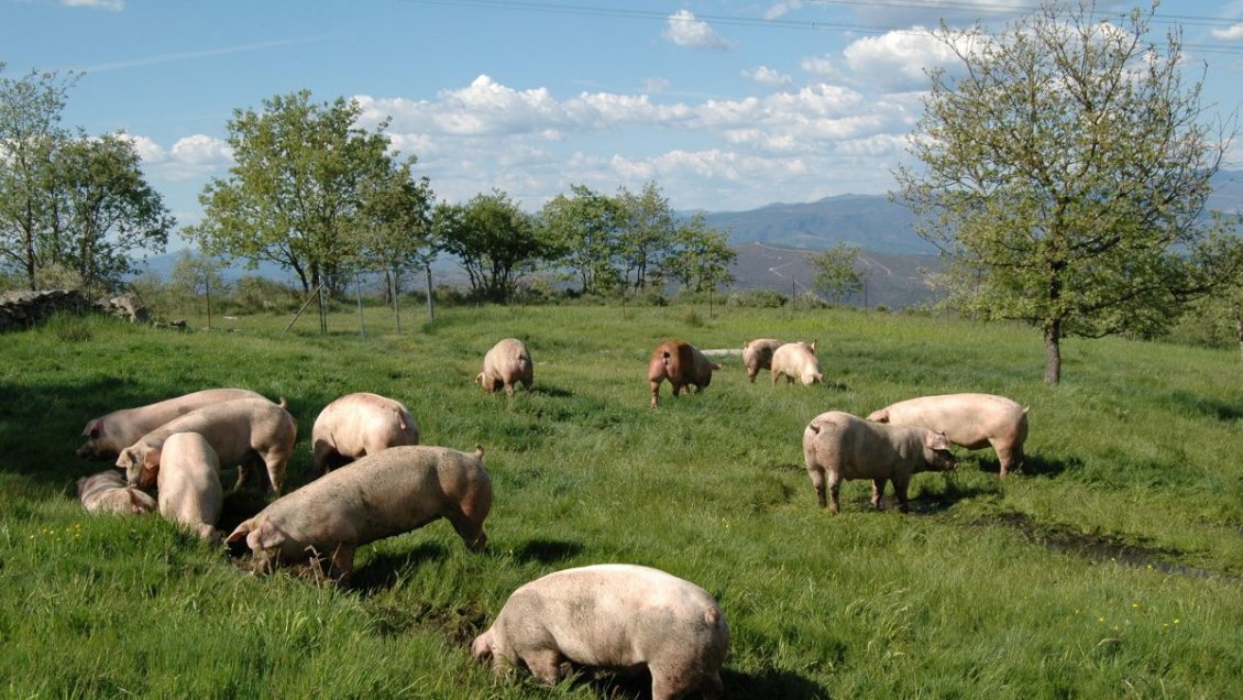 Confirman cinco casos de triquinosis en Osorno