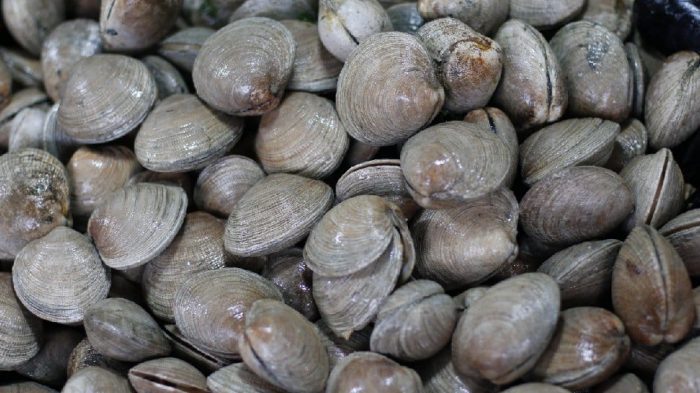 Armada decomisa cuatro toneladas de almejas en Ancud