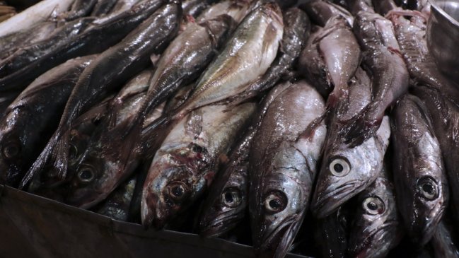 Directora Sernapesca: Hay un mejor compromiso de la ciudadanía con la veda de la merluza