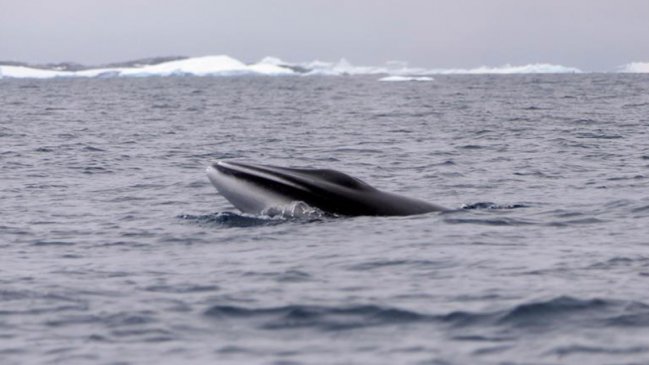 Japón cazó más de 50 ballenas en área protegida de la Antártida, según WWF