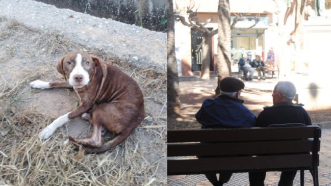 Perra que cuidó toda la noche a anciano con Alzheimer tuvo final feliz