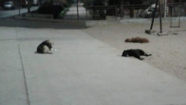 PDI investiga posible envenenamiento masivo de perros en Antofagasta