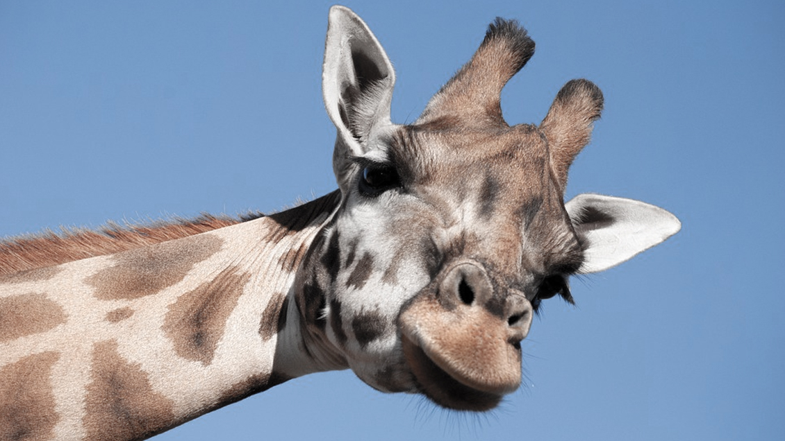 Una jirafa aplastó e hirió de gravedad a una mujer y su hijo en Sudáfrica