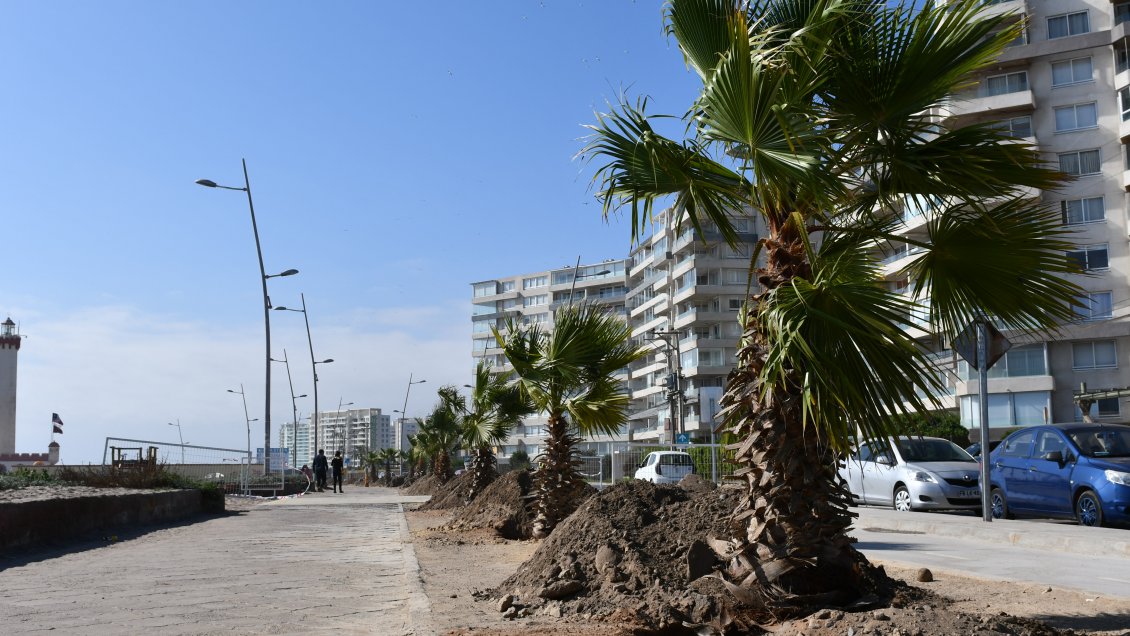 La Serena: Avenida del Mar se llena de palmeras