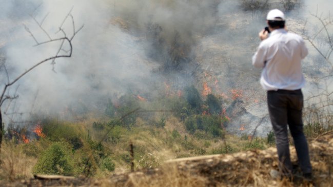 Maule: Autoridades buscan revitalizar la industria maderera