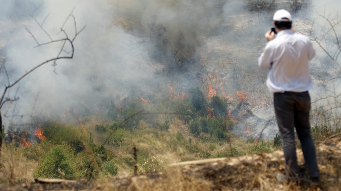 Maule: Autoridades buscan revitalizar la industria maderera