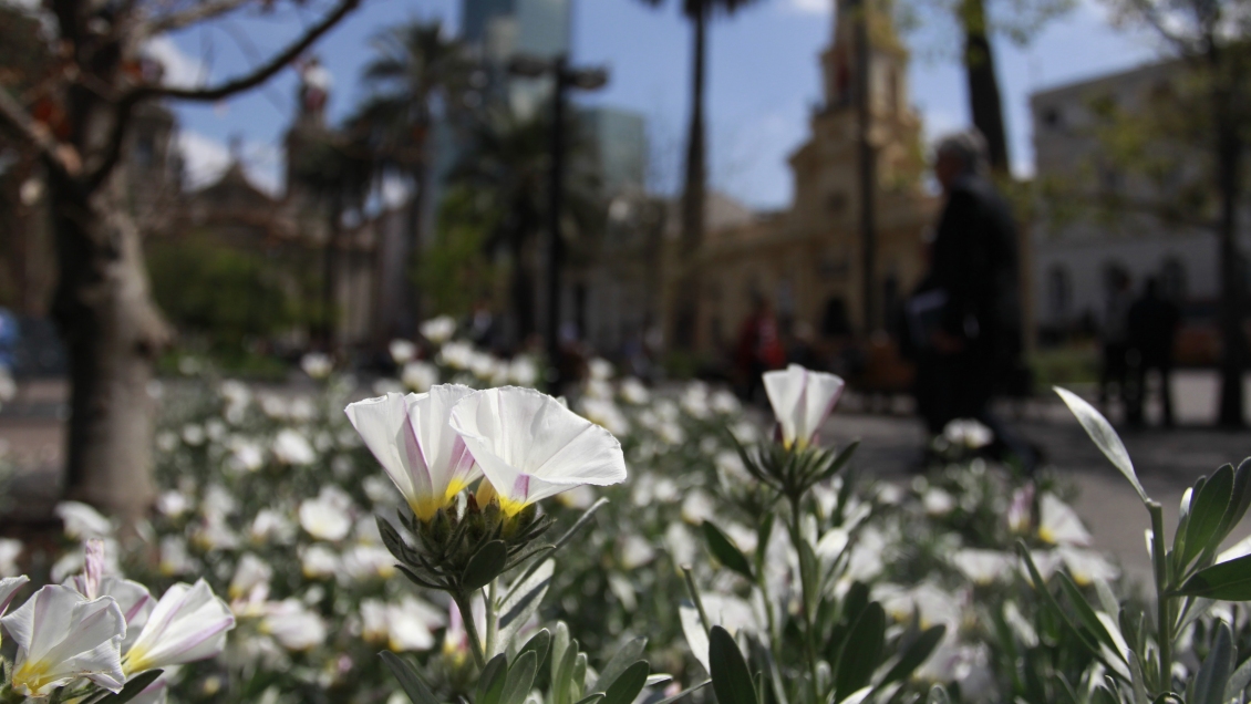 Crean aplicación que mostrará las zonas con más polen en Santiago